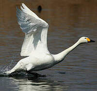 Cygne de Bewick