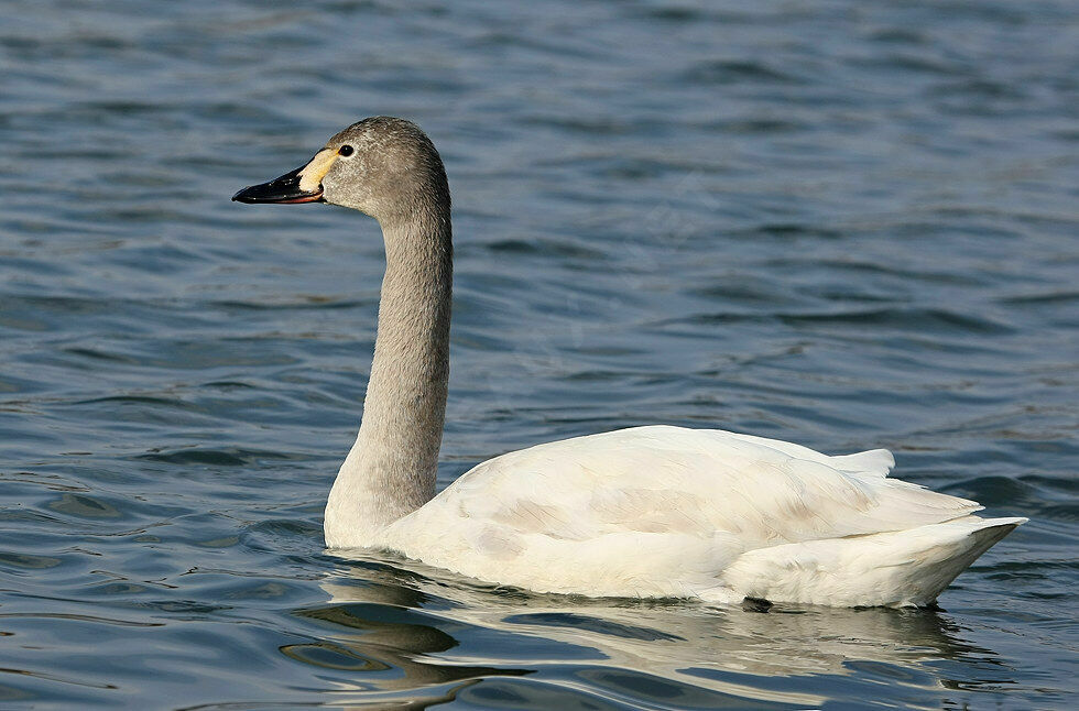 Tundra SwanSecond year, identification