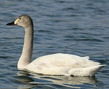 Tundra Swan