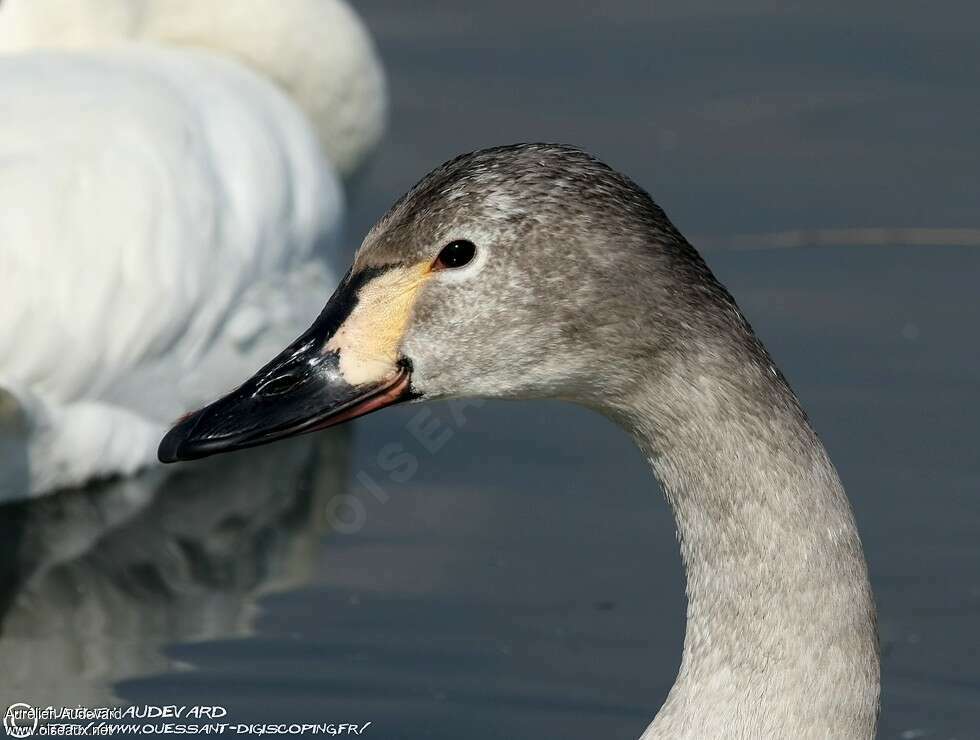 Cygne de Bewick2ème année, portrait