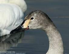 Cygne de Bewick