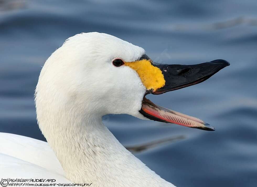 Tundra Swanadult, close-up portrait