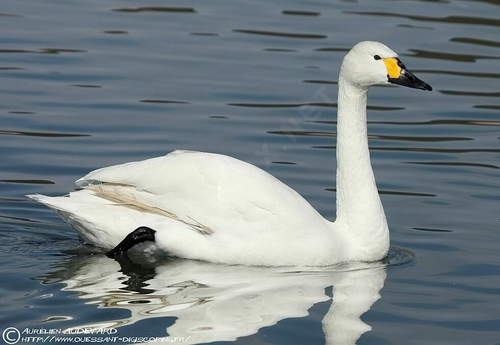 Cygne de Bewick