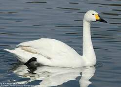 Tundra Swan