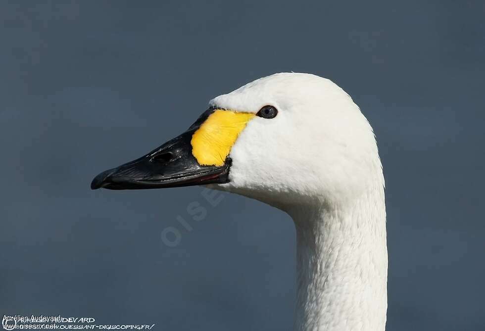 Cygne de Bewickadulte, portrait