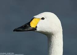 Tundra Swan