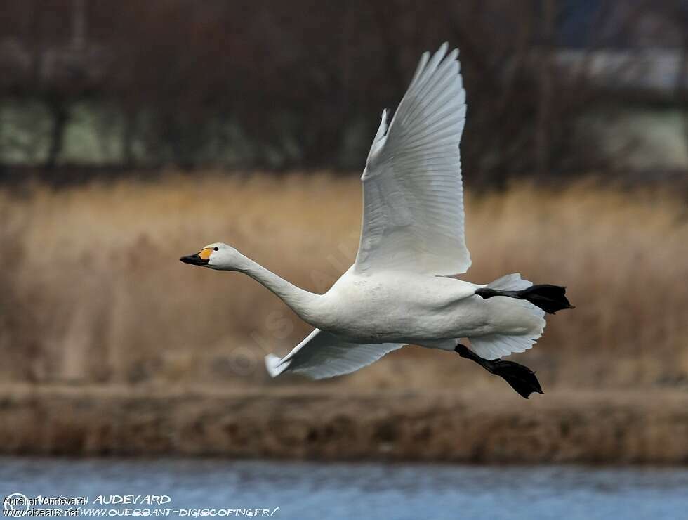 Cygne de Bewickadulte, Vol