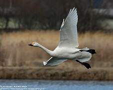 Tundra Swan