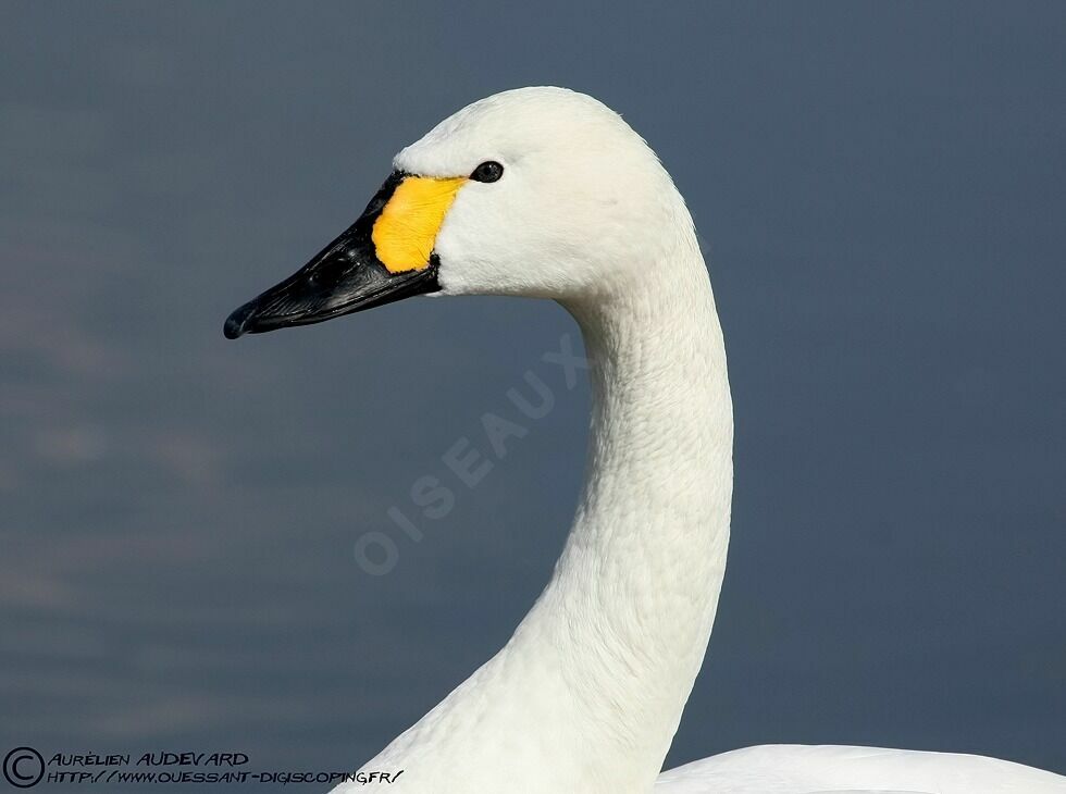 Cygne de Bewick