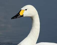 Tundra Swan