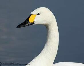 Cygne de Bewick