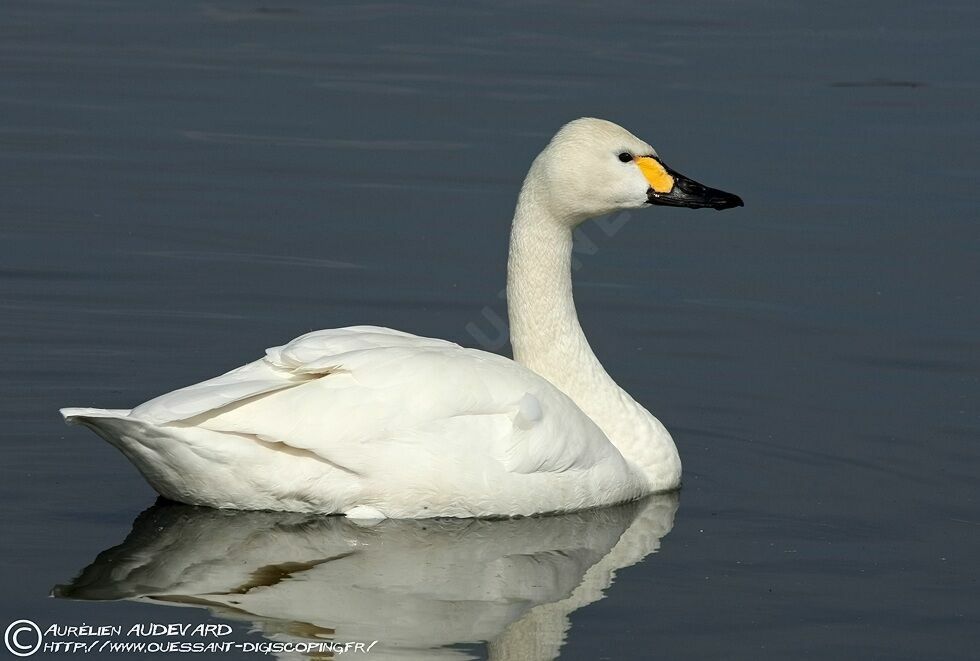 Cygne de Bewick