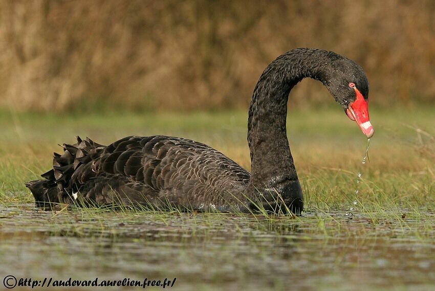 Cygne noir