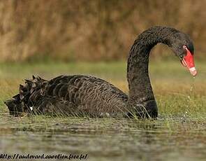 Cygne noir