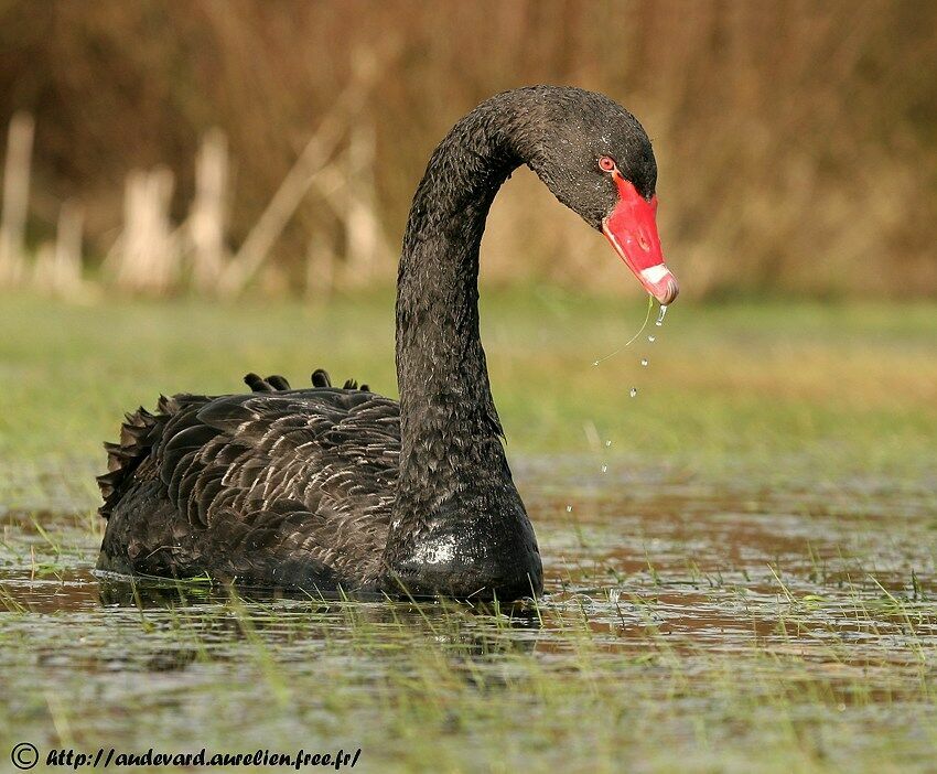 Cygne noir