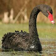 Black Swan