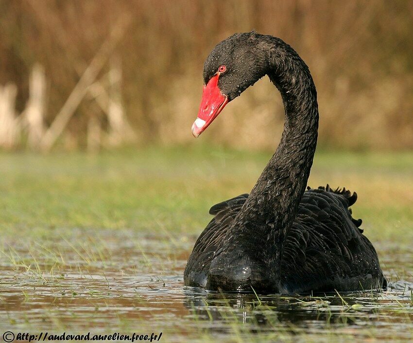 Cygne noiradulte nuptial