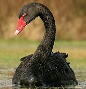 Black Swan