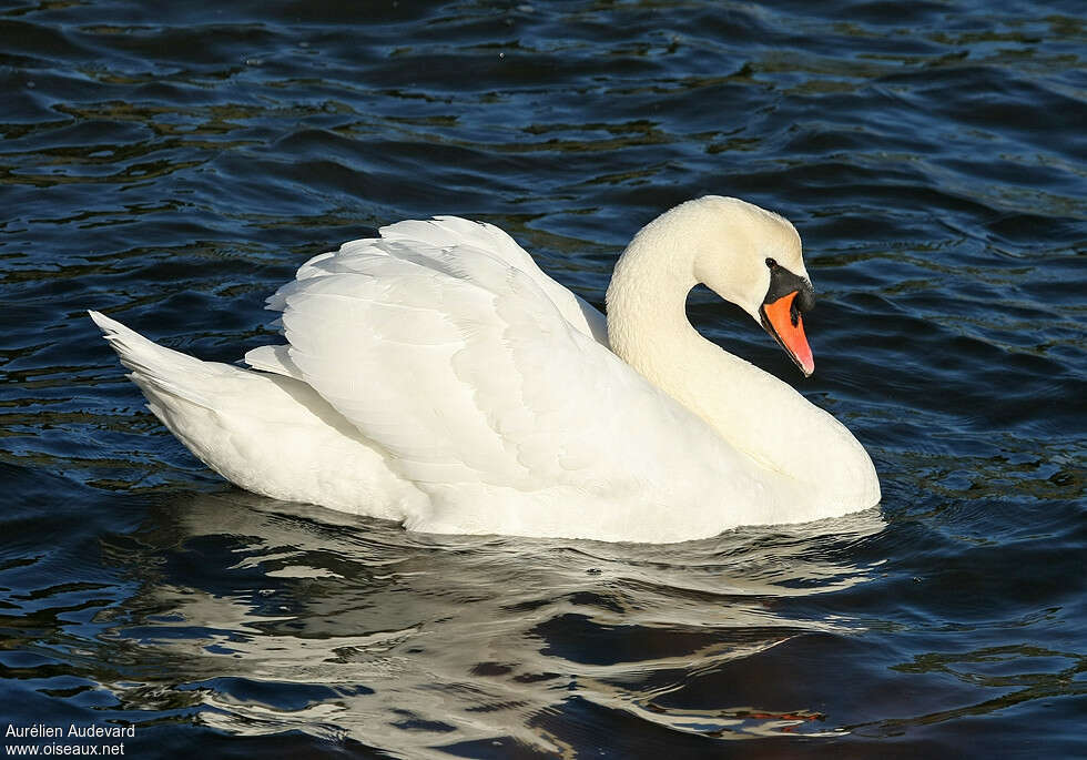 Cygne tuberculéadulte, identification