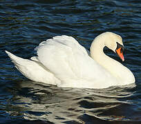 Cygne tuberculé