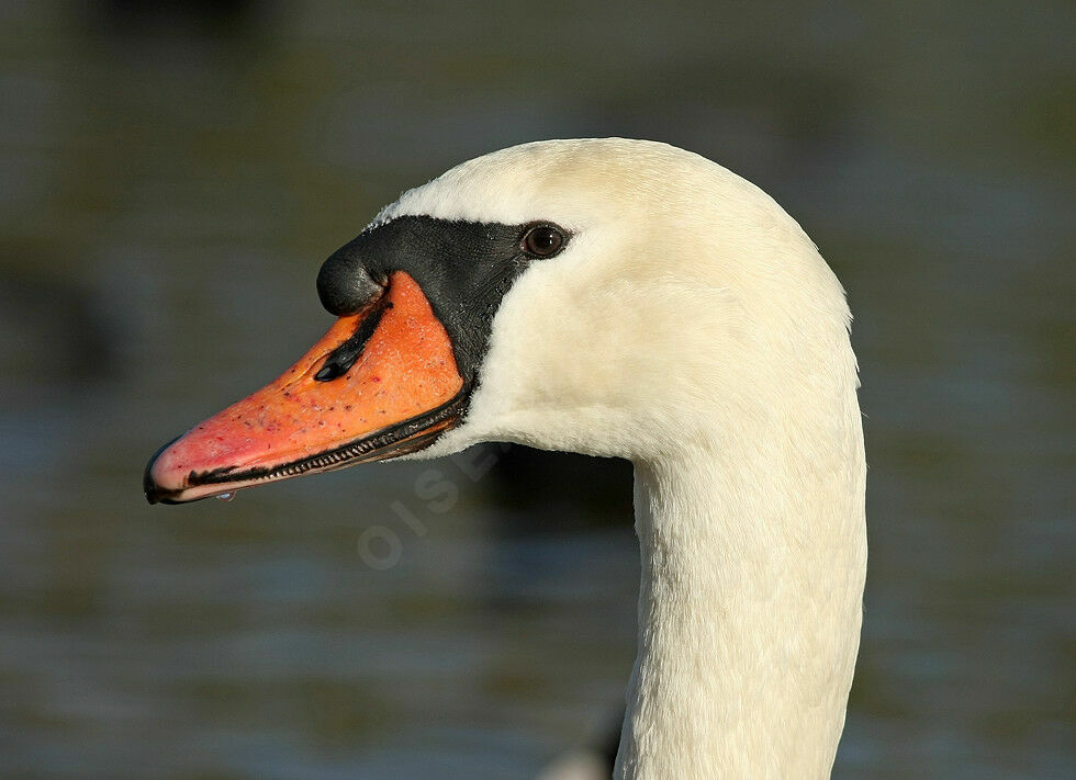 Cygne tuberculéadulte internuptial