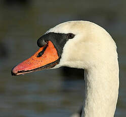 Cygne tuberculé