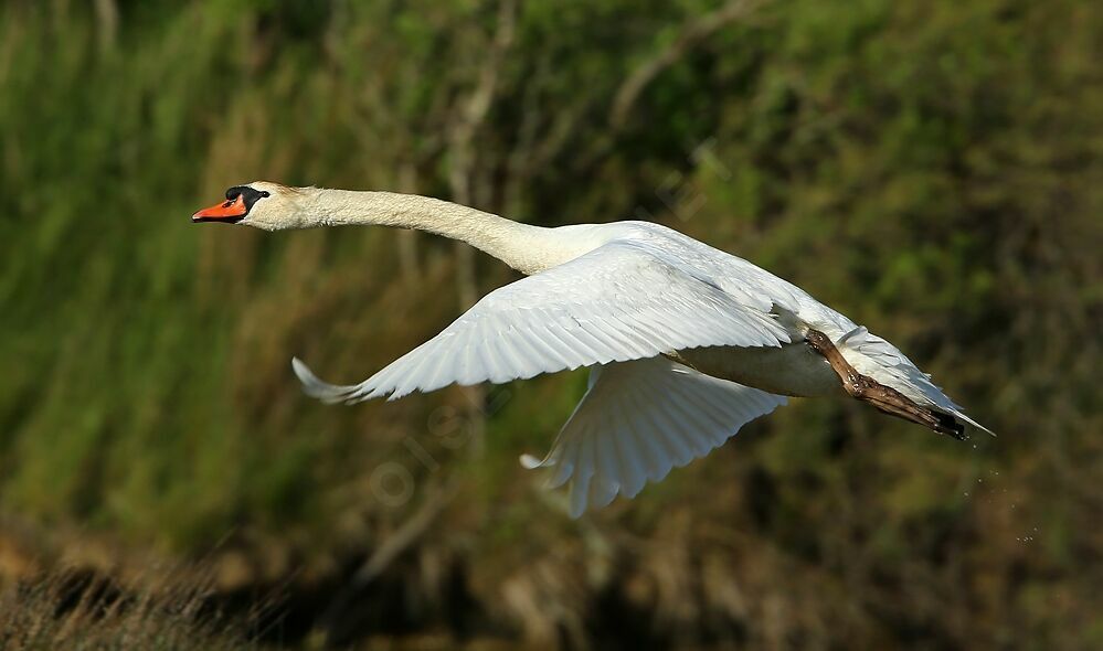 Mute Swanadult, Flight