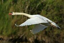 Cygne tuberculé