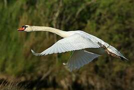 Mute Swan