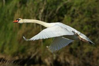 Cygne tuberculé