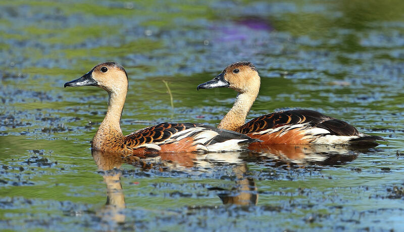 Wandering Whistling Duck, identification