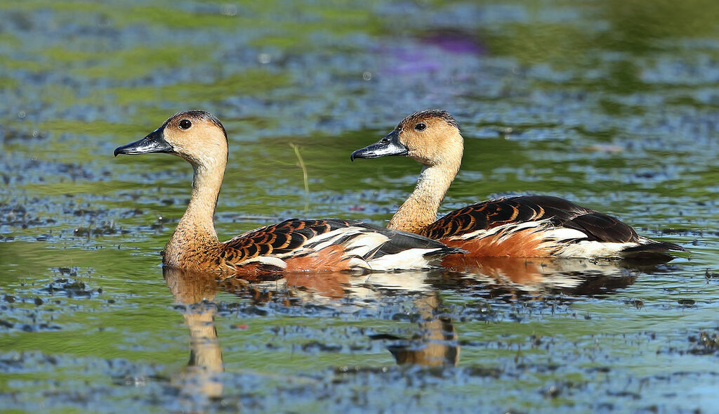 Dendrocygne à lunules, identification