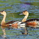 Dendrocygne à lunules