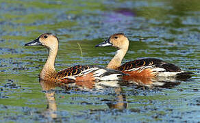 Wandering Whistling Duck