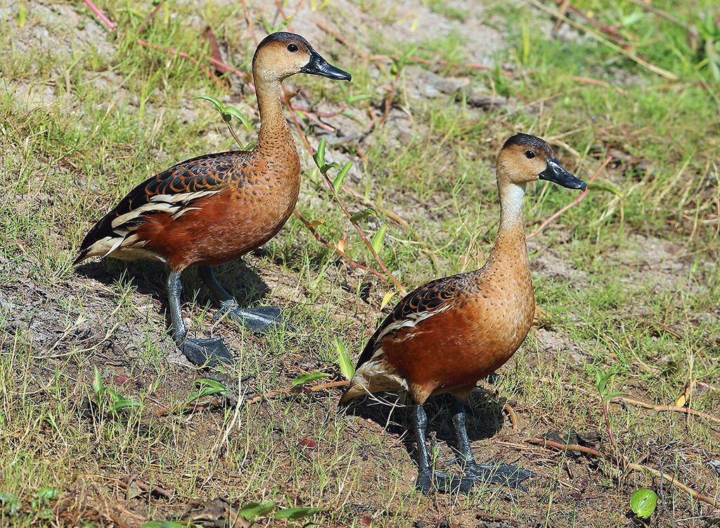 Wandering Whistling Duck, identification