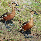Dendrocygne à lunules