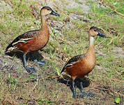 Dendrocygne à lunules