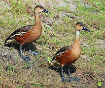 Wandering Whistling Duck