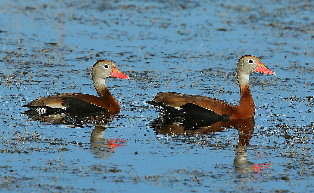 Black-bellied Whistling Duckadult breeding, habitat