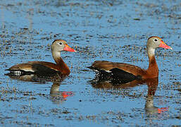 Black-bellied Whistling Duck