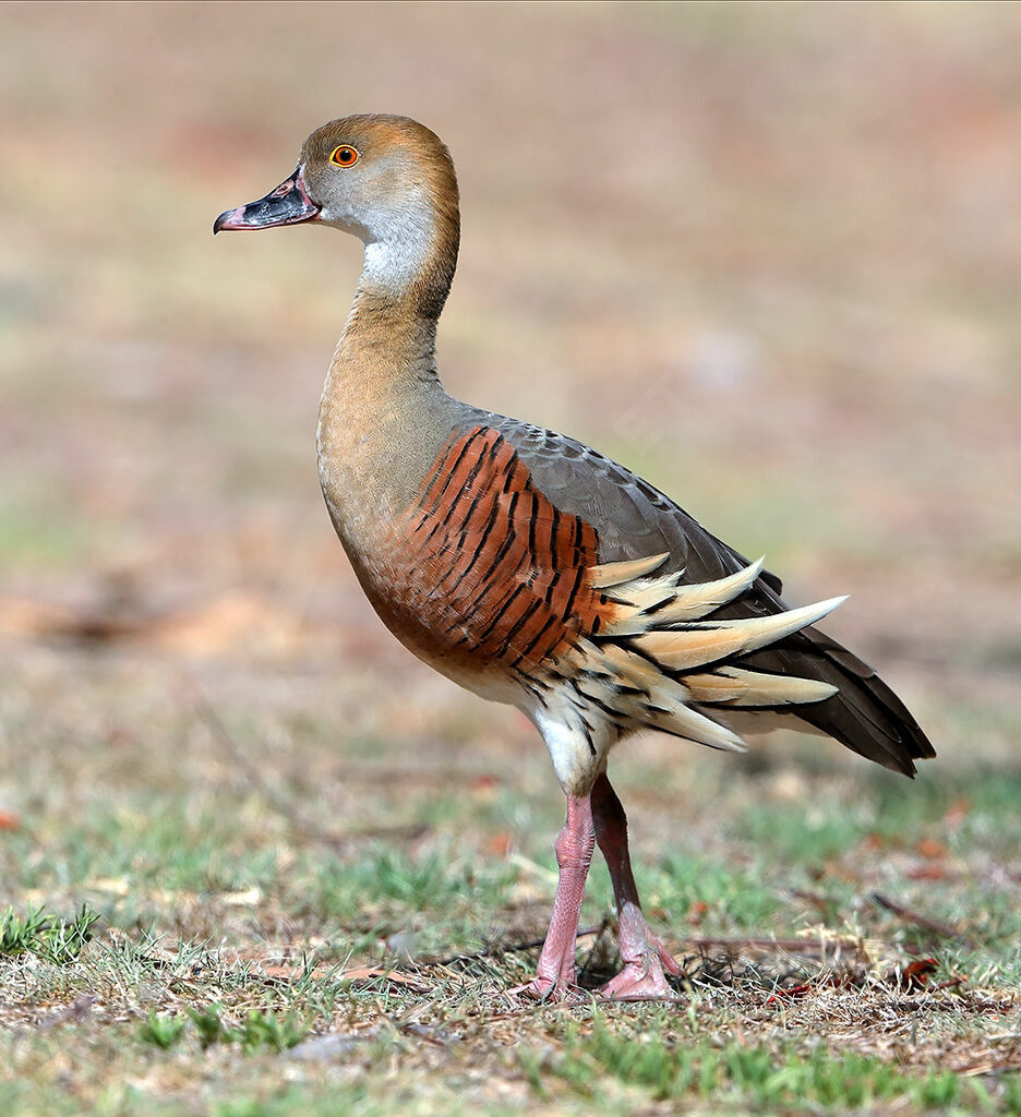 Dendrocygne d'Eyton, identification