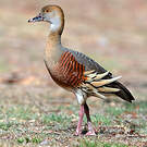 Dendrocygne d'Eyton