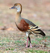 Plumed Whistling Duck