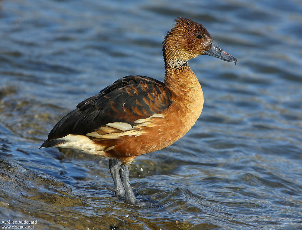 Fulvous Whistling Duckadult, identification