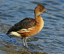 Dendrocygne fauve