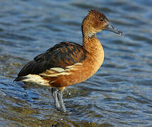 Dendrocygne fauve