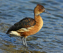 Fulvous Whistling Duck