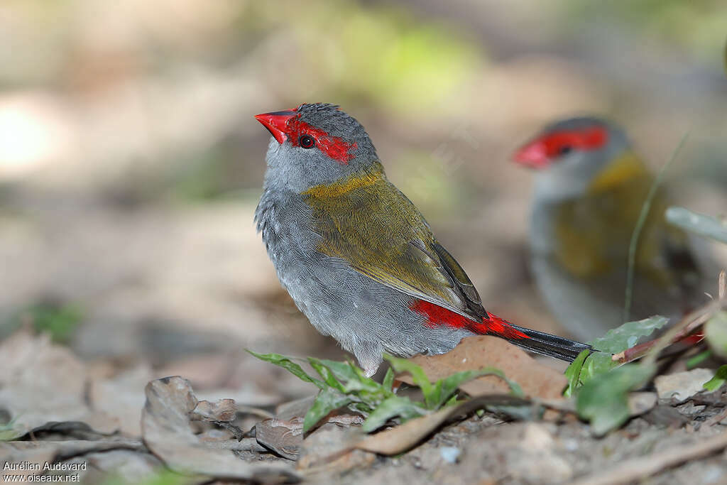 Red-browed Finchadult, identification