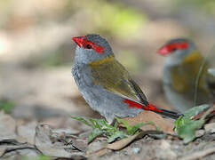 Red-browed Finch