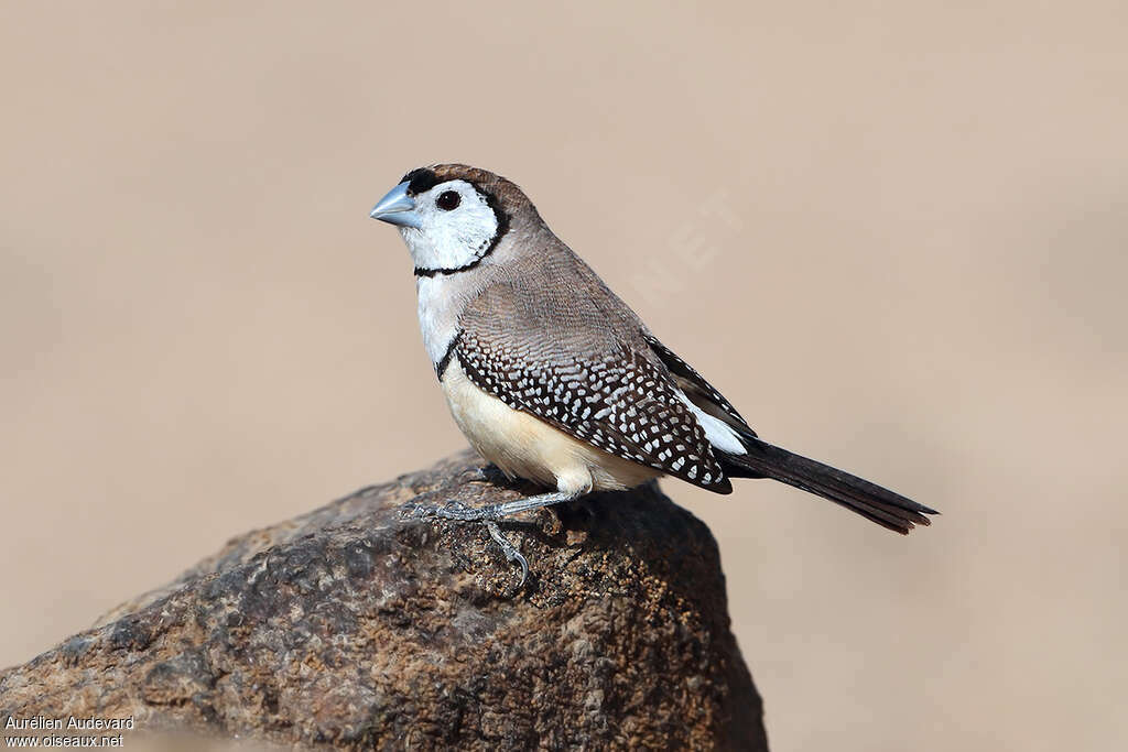 Double-barred Finchadult, identification